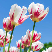 Red and White Tulip Seeds