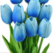 Sky Blue Tulip Seeds