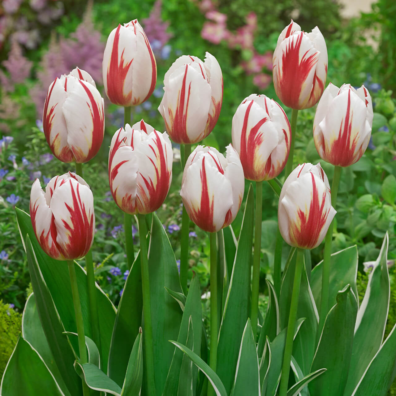 Tulipa gesneriana Tulip Seeds