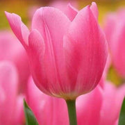 Tulipa spp Tulip Seeds