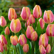 Yellow and Pink Tulip Seeds