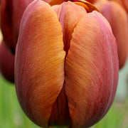 Brown Tulip Seeds