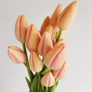 Peach Tulip Seeds