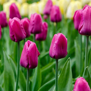 Purple Tulip Seeds