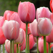 Tulipa spp Tulip Seeds