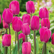 Barcelona Tulip Seeds