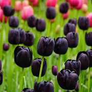 Black Tulip Seeds