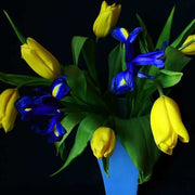 Blue and Yellow Tulip Seeds