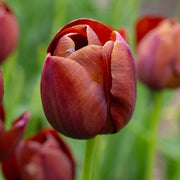 Brown Tulip Seeds