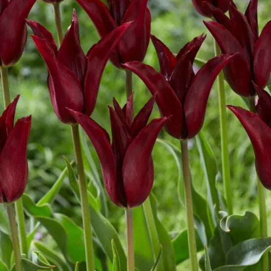 Burgundy Tulip Seeds