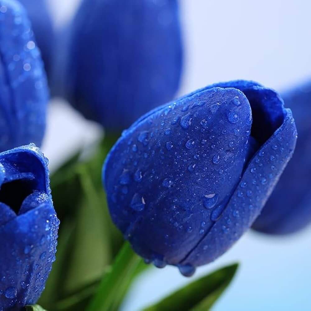 Deep Blue Tulip Seeds