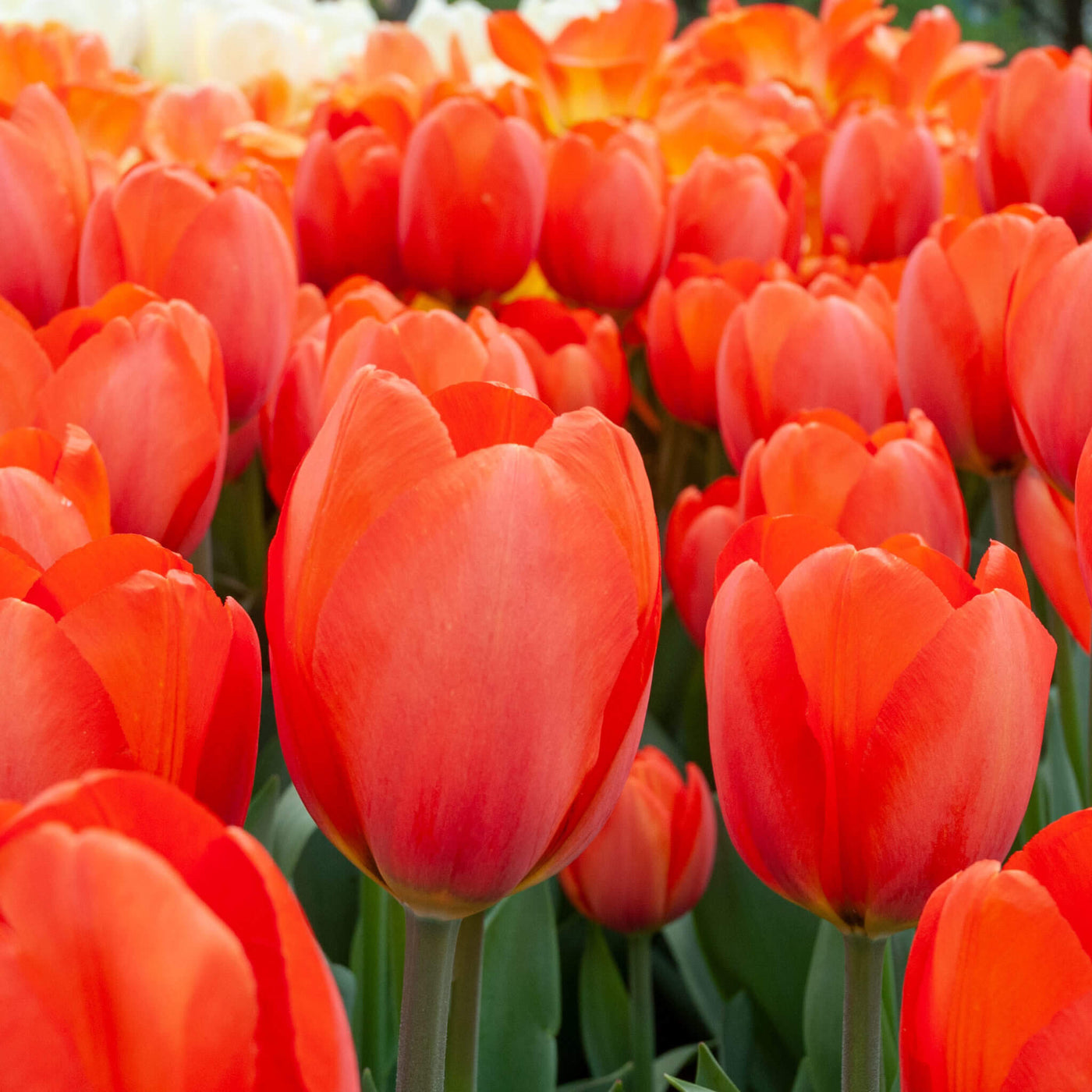 Deep Orange Tulip Seeds
