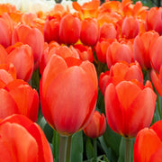 Deep Orange Tulip Seeds