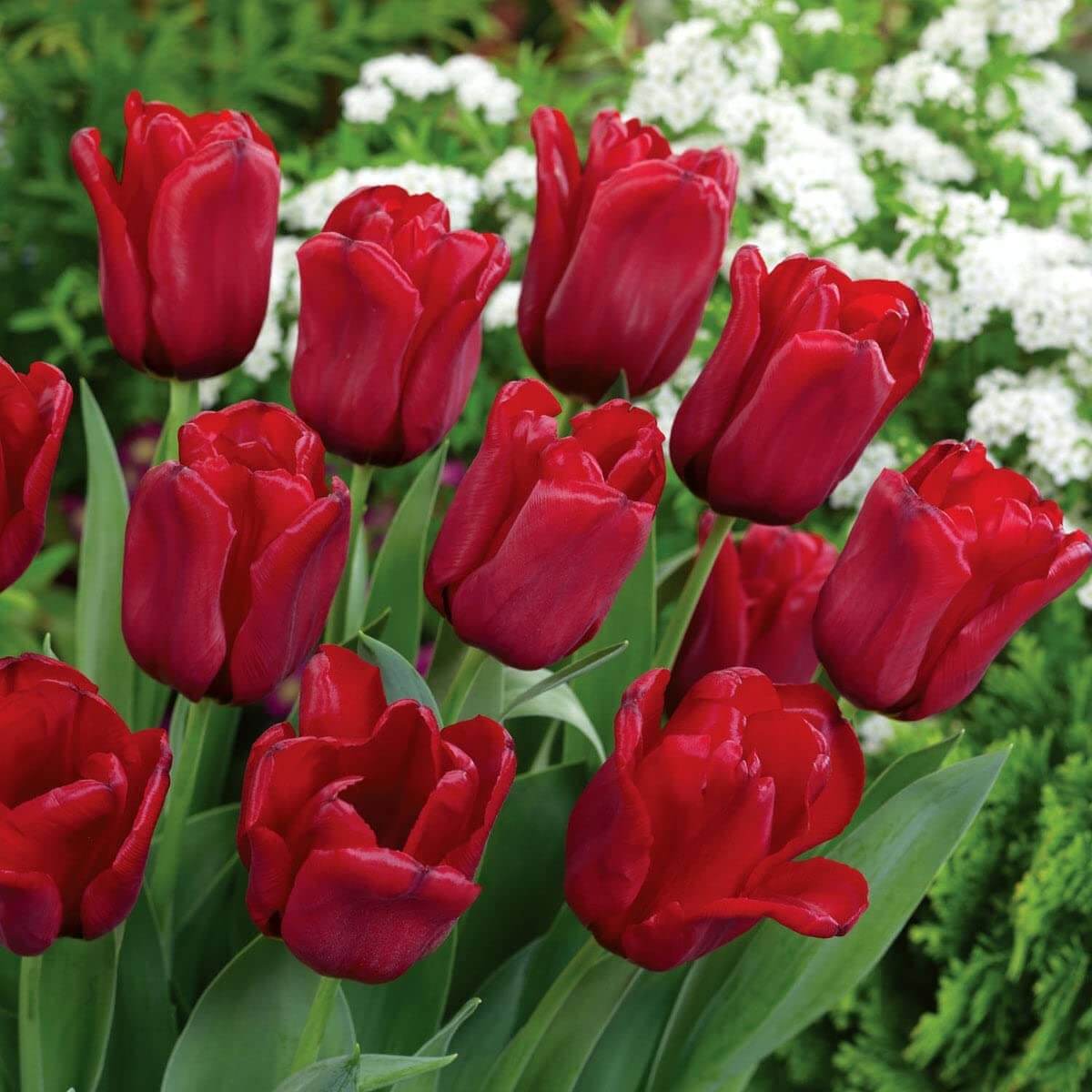 Deep Red Tulip Seeds