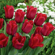 Deep Red Tulip Seeds