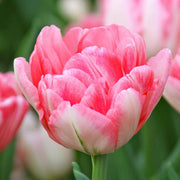 Double Bloom Tulip Seeds
