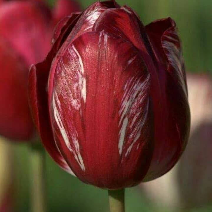 Elegant Maroon Tulip Seeds