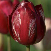 Elegant Maroon Tulip Seeds