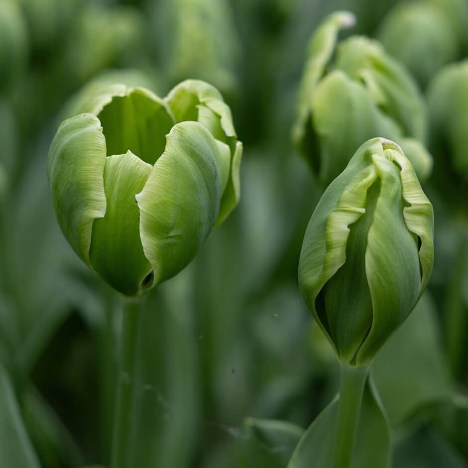Green Tulip Seeds