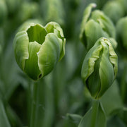 Green Tulip Seeds