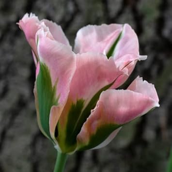 Green Pink Tulip Seeds