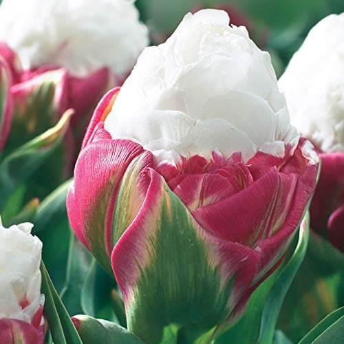 Ice Cream Tulip Seeds