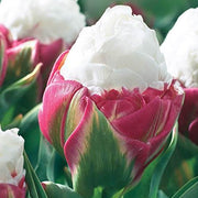 Ice Cream Tulip Seeds