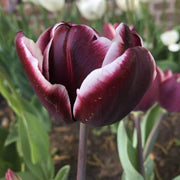 Jackpot Tulip Seeds