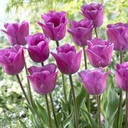 Lavender Tulip Seeds