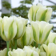 Light Green Tulip Seeds