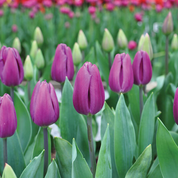 Light Purple Tulip Seeds