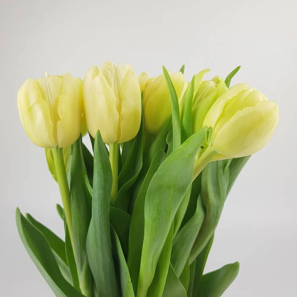 Light Yellow Tulip Seeds