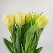 Light Yellow Tulip Seeds