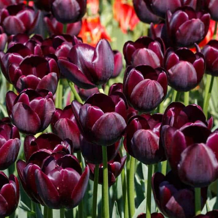 Maroon Tulip Seeds