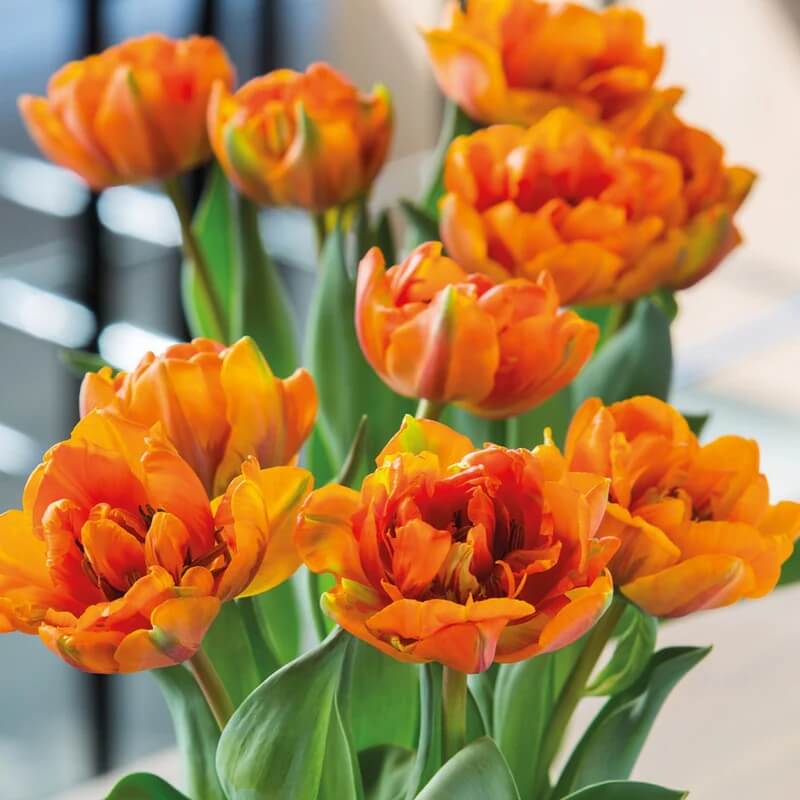 Orange and Green Tulip Seeds