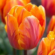 Orange and Purple Tulip Seeds