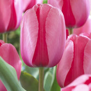 Pale Pink Tulip Seeds