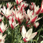 Peppermint Stick Tulip Seeds