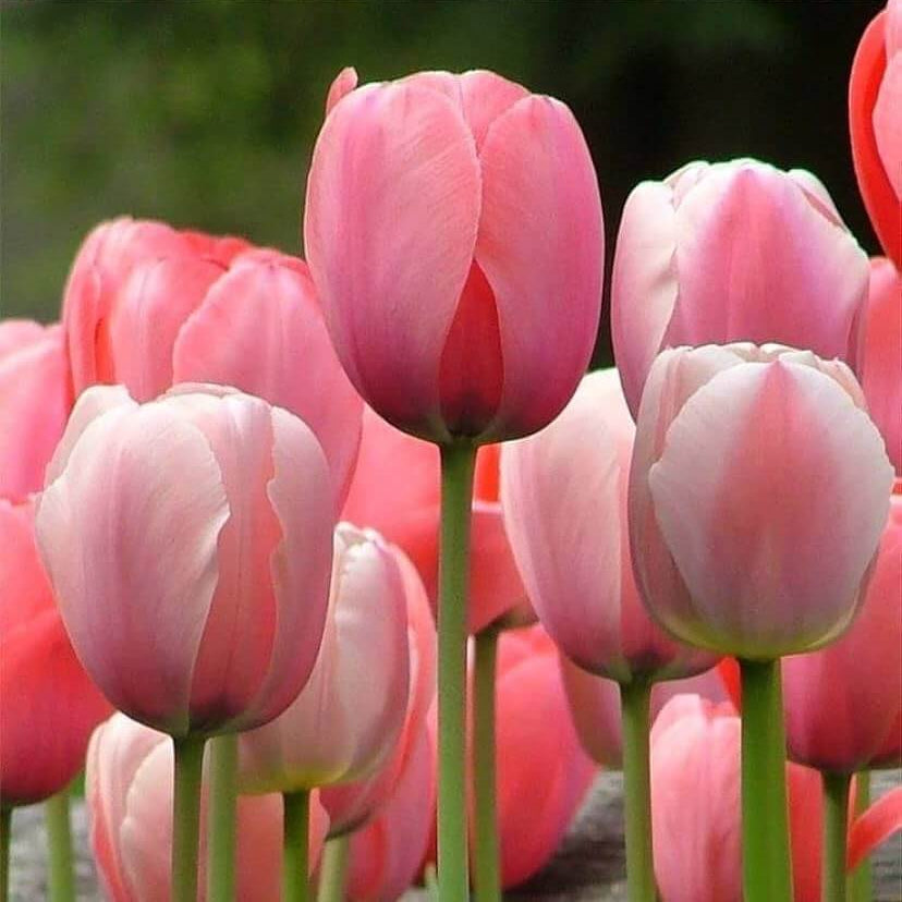 Pink Tulip Seeds