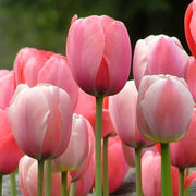Pink Tulip Seeds
