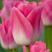 Pink and White Tulip Seeds