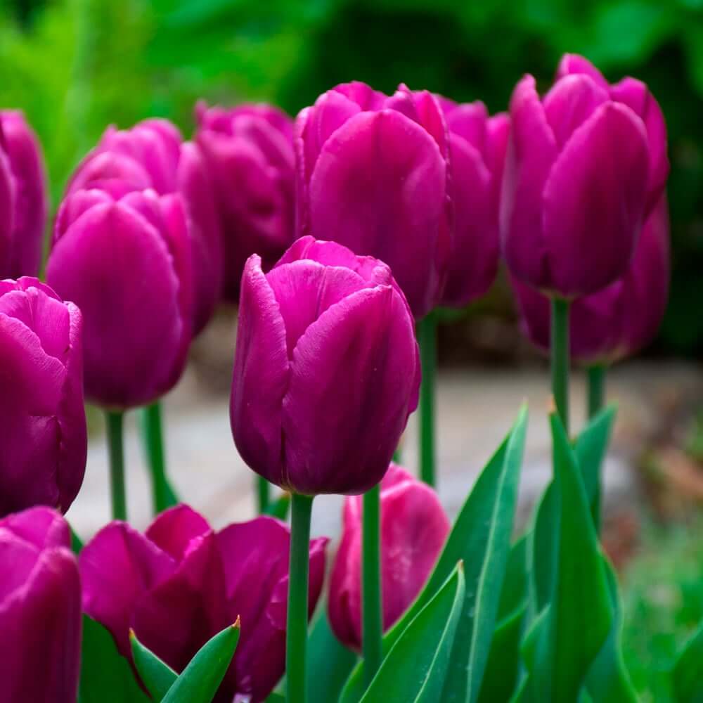 Purple Tulip Seeds