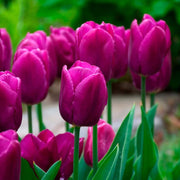 Purple Tulip Seeds