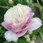 Purple and White Tulip Seeds