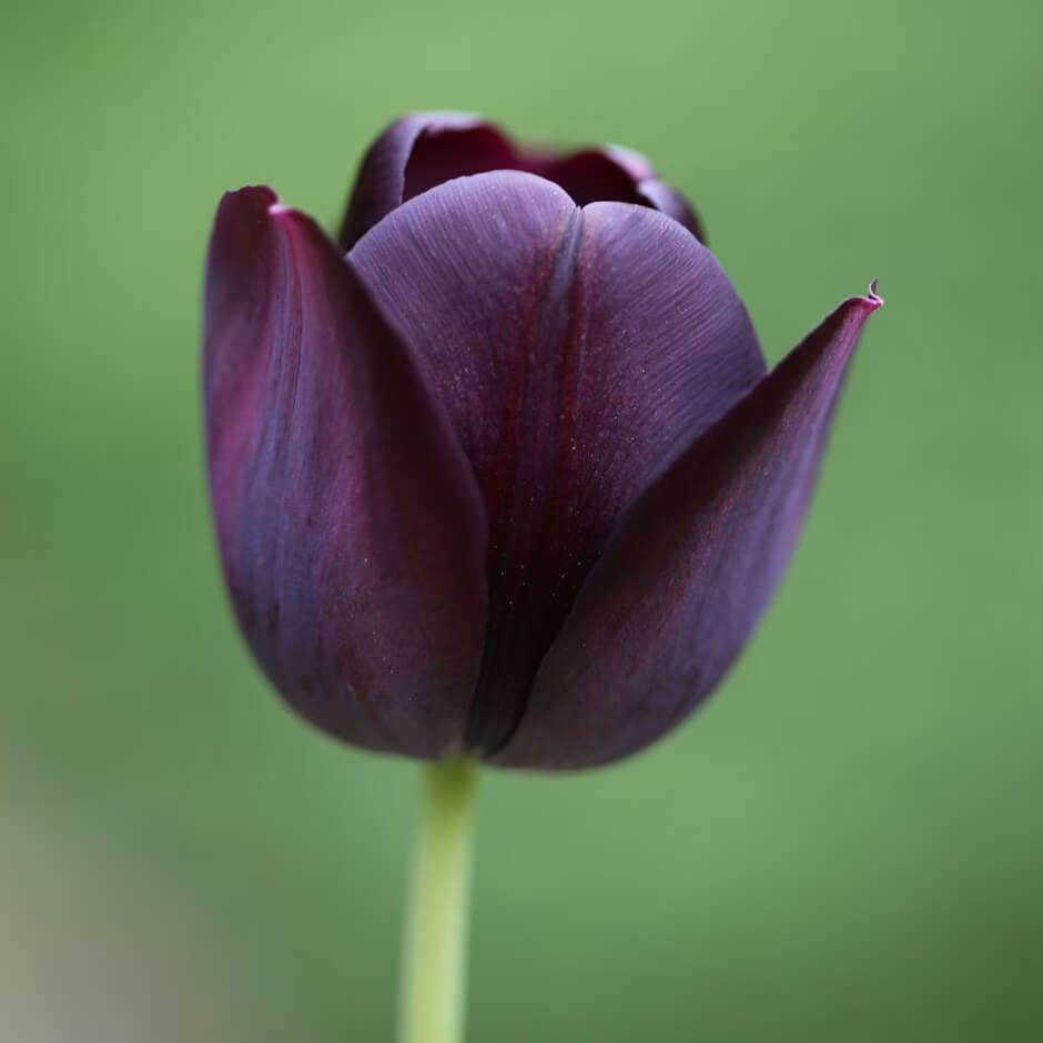 Dark Purple Tulip Seeds