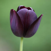 Dark Purple Tulip Seeds