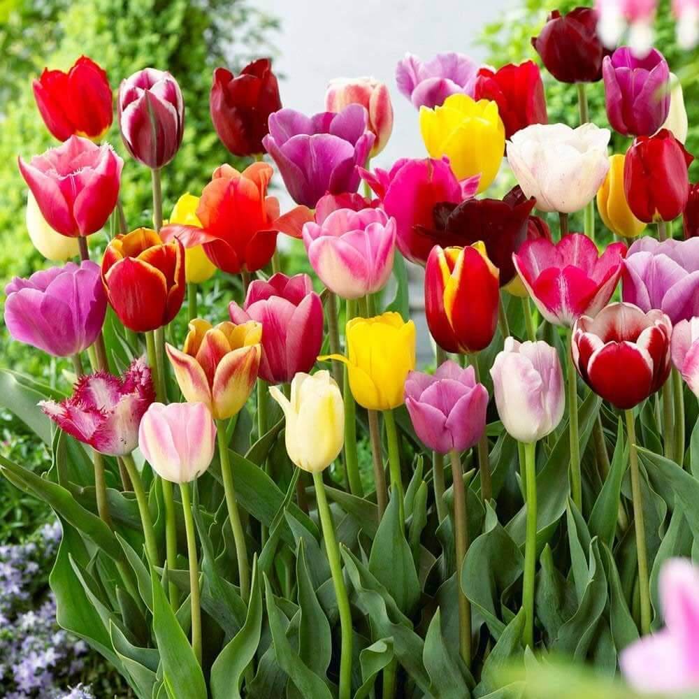 Rainbow Mix Tulip Seeds