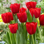 Red Tulip Seeds
