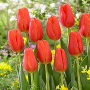 Red Orange Tulip Seeds