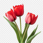 Red and Pink Tulip Seeds